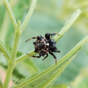 Austracantha minax at Molonglo Valley, ACT - 24 Jan 2022