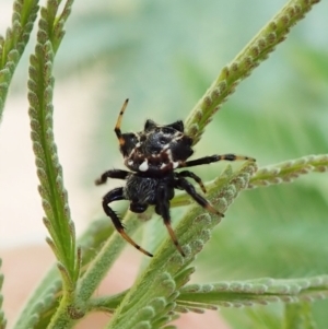 Austracantha minax at Molonglo Valley, ACT - 24 Jan 2022