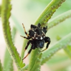 Austracantha minax at Molonglo Valley, ACT - 24 Jan 2022