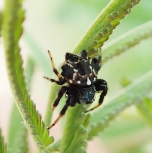 Austracantha minax at Molonglo Valley, ACT - 24 Jan 2022