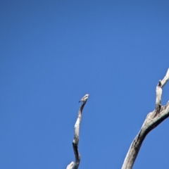 Stagonopleura guttata (Diamond Firetail) at Mullengandra, NSW - 9 Feb 2022 by Darcy