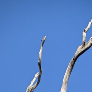 Stagonopleura guttata at Mullengandra, NSW - suppressed