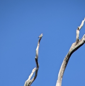 Stagonopleura guttata at Mullengandra, NSW - 9 Feb 2022
