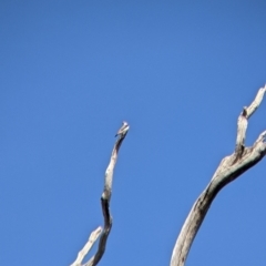 Stagonopleura guttata at Mullengandra, NSW - suppressed