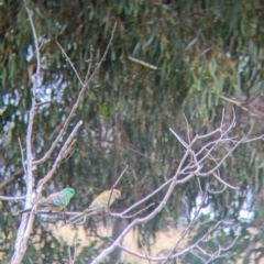 Psephotus haematonotus at Mullengandra, NSW - 9 Feb 2022