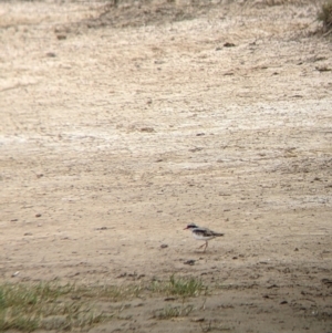 Charadrius melanops at Mullengandra, NSW - 9 Feb 2022