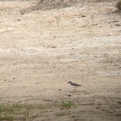 Charadrius melanops (Black-fronted Dotterel) at Mullengandra, NSW - 9 Feb 2022 by Darcy