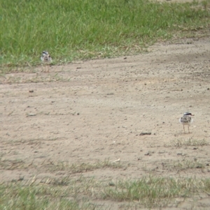 Charadrius melanops at Mullengandra, NSW - 9 Feb 2022