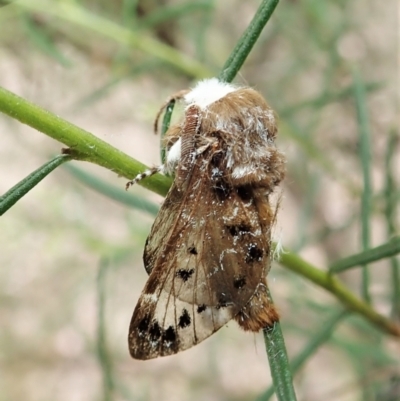 Genduara punctigera (Spotted Clear Winged Snout Moth) at Aranda Bushland - 24 Jan 2022 by CathB
