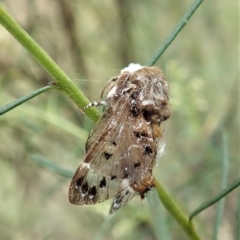 Genduara punctigera at Cook, ACT - 24 Jan 2022