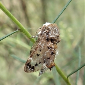 Genduara punctigera at Cook, ACT - 24 Jan 2022 11:02 AM