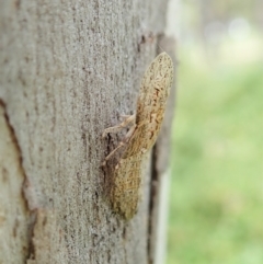 Ledromorpha planirostris (A leafhopper) at Aranda Bushland - 28 Jan 2022 by CathB