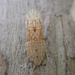 Ledromorpha planirostris at Molonglo Valley, ACT - 29 Jan 2022 08:56 AM