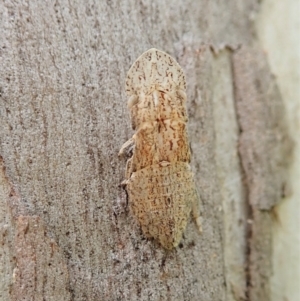 Ledromorpha planirostris at Molonglo Valley, ACT - 29 Jan 2022 08:56 AM