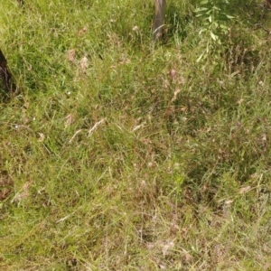 Themeda triandra at Hackett, ACT - 9 Feb 2022 05:47 PM