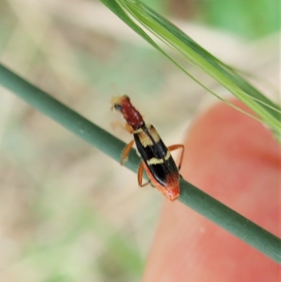 Lemidia bella (Checkered beetle) at Aranda Bushland - 28 Jan 2022 by CathB