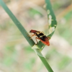 Lemidia bella at Molonglo Valley, ACT - 29 Jan 2022