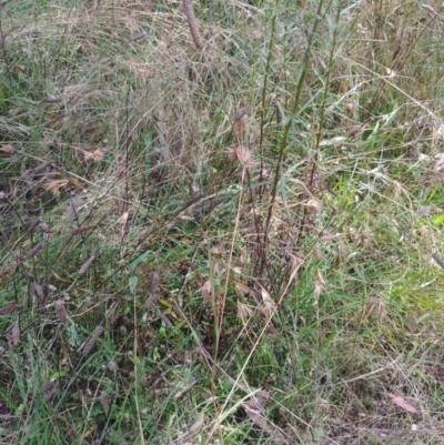 Themeda triandra (Kangaroo Grass) at Hackett, ACT - 9 Feb 2022 by Avery