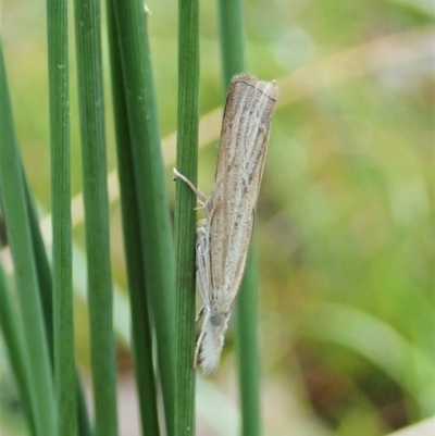 Culladia cuneiferellus (Crambinae moth) at Molonglo Valley, ACT - 31 Jan 2022 by CathB