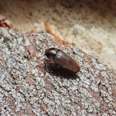 Throscidae (family) (A false click beetle) at Aranda Bushland - 31 Jan 2022 by CathB