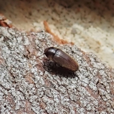 Throscidae (family) (A false click beetle) at Molonglo Valley, ACT - 31 Jan 2022 by CathB