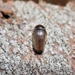 Throscidae (family) at suppressed - suppressed