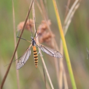 Ischnotoma (Ischnotoma) rubriventris at Urila, NSW - 9 Feb 2022