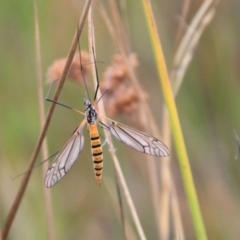 Ischnotoma (Ischnotoma) rubriventris (A crane fly) at Urila, NSW - 9 Feb 2022 by Milobear