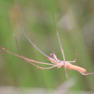 Tetragnatha sp. (genus) (Long-jawed spider) at QPRC LGA - 9 Feb 2022 by Milobear
