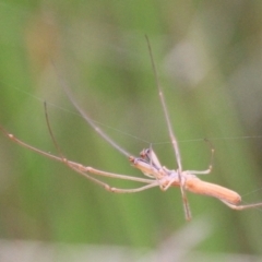 Tetragnatha sp. (genus) (Long-jawed spider) at Urila, NSW - 9 Feb 2022 by Milobear