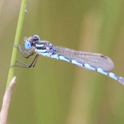 Austrolestes annulosus (Blue Ringtail) at Urila, NSW - 9 Feb 2022 by Milobear