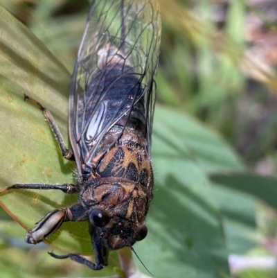 Yoyetta subalpina (Subalpine Firetail Cicada) at Kosciuszko National Park, NSW - 22 Jan 2022 by Ned_Johnston