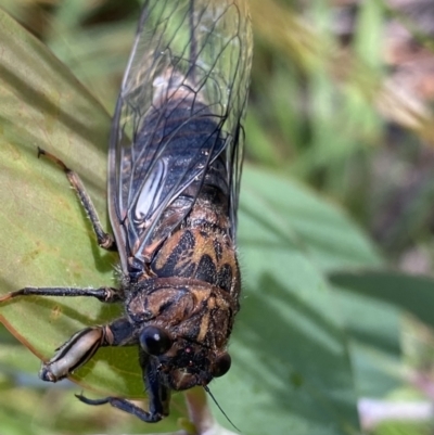 Yoyetta subalpina (Subalpine Firetail Cicada) at Kosciuszko National Park - 22 Jan 2022 by Ned_Johnston