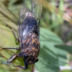 Yoyetta subalpina (Subalpine Firetail Cicada) at Kosciuszko National Park, NSW - 22 Jan 2022 by Ned_Johnston