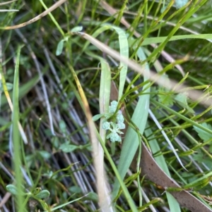 Poranthera oreophila at Kosciuszko National Park, NSW - 23 Jan 2022
