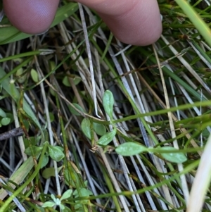 Poranthera oreophila at Kosciuszko National Park, NSW - 23 Jan 2022 10:28 AM