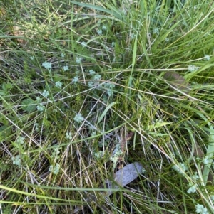 Poranthera oreophila at Kosciuszko National Park, NSW - 23 Jan 2022 10:28 AM