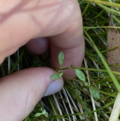 Poranthera oreophila at Kosciuszko National Park, NSW - 23 Jan 2022 10:28 AM