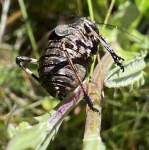 Acripeza reticulata at Kosciuszko National Park, NSW - 23 Jan 2022