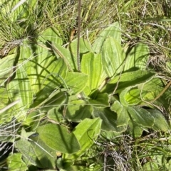 Plantago antarctica (Mountain Plantain) at Kosciuszko National Park, NSW - 22 Jan 2022 by Ned_Johnston