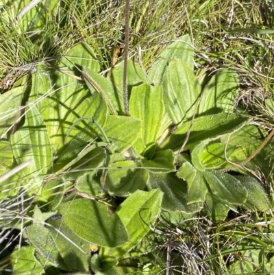 Plantago antarctica (Mountain Plantain) at Kosciuszko National Park, NSW - 23 Jan 2022 by NedJohnston