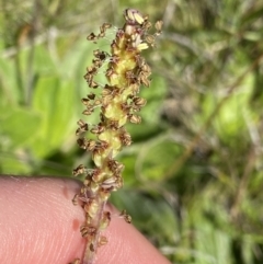 Plantago antarctica at Kosciuszko National Park, NSW - 23 Jan 2022