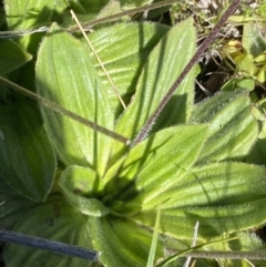 Plantago antarctica at Kosciuszko National Park, NSW - 23 Jan 2022