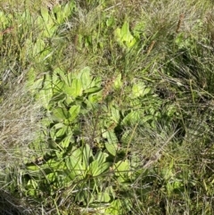 Plantago antarctica at Kosciuszko National Park, NSW - 23 Jan 2022