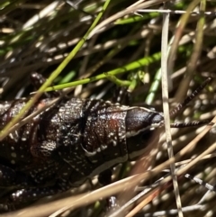 Monistria concinna (Southern Pyrgomorph) at Kosciuszko National Park, NSW - 22 Jan 2022 by Ned_Johnston