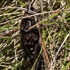 Monistria concinna at Kosciuszko National Park, NSW - 23 Jan 2022 10:08 AM