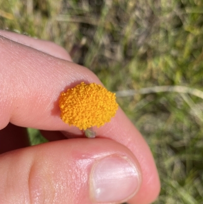 Craspedia aurantia var. aurantia (Orange Billy Buttons) at Kosciuszko National Park, NSW - 22 Jan 2022 by Ned_Johnston