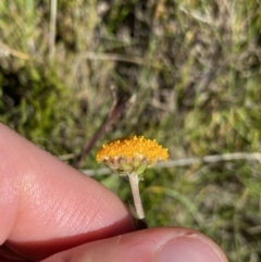 Craspedia aurantia var. aurantia at Kosciuszko National Park, NSW - suppressed