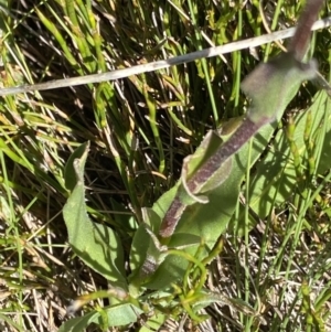 Craspedia aurantia var. aurantia at Kosciuszko National Park, NSW - 23 Jan 2022