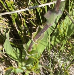 Craspedia aurantia var. aurantia at Kosciuszko National Park, NSW - 23 Jan 2022